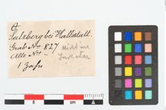 Etikett zu Menschenzahn (NHMW-PRAE-026154a)